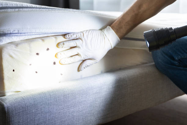 Best Wasp Removal Services  in Summit Hill, PA